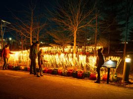 Illuminate Your March Break at Lumière: The Art of Light